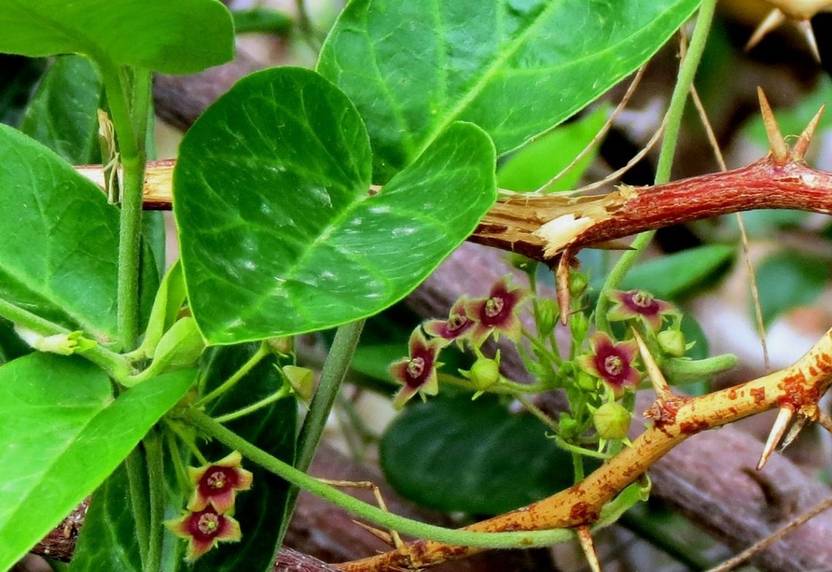 Plantzoin Indian Ipecac Plant Price in India Buy Plantzoin Indian