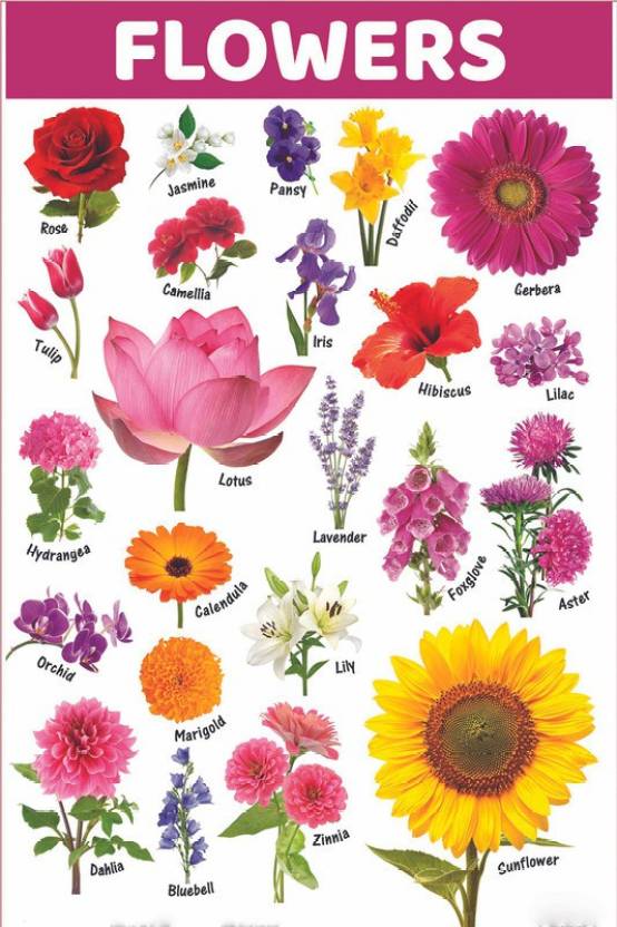 Sticker Poster|Educational Poster for Kids|Flowers Name Poster|Poster ...