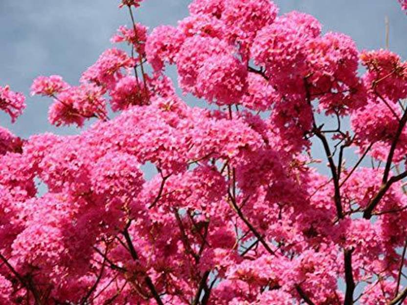SRI SAI FORESTRY Pink Trumpet Tabebuia Marathi Gulabi Ornamental Flower