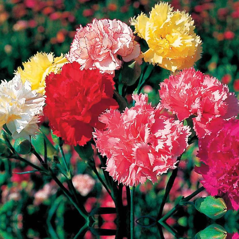 Paudha Carnation Mix Flower Seed Price in India Buy Paudha Carnation