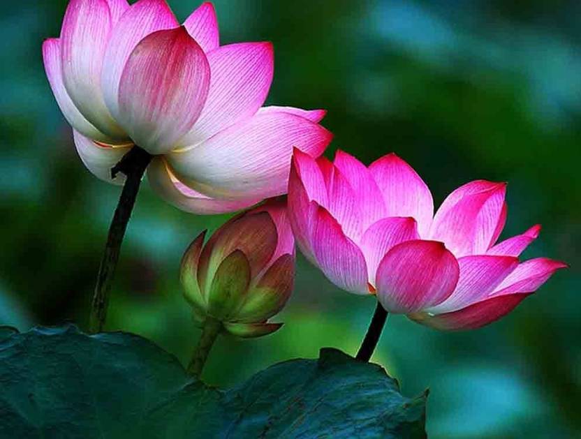 Airex Lotus Seeds For Home Garden Flower Seeds pack of 15 Seeds for