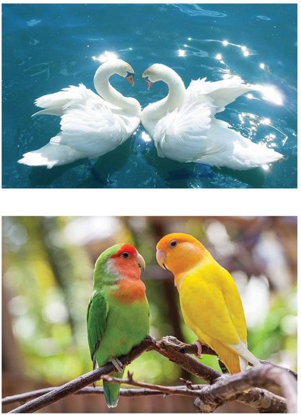 Vastu Wall Poster ComboVastu Swan Birds, ParrotsPoster For Offices