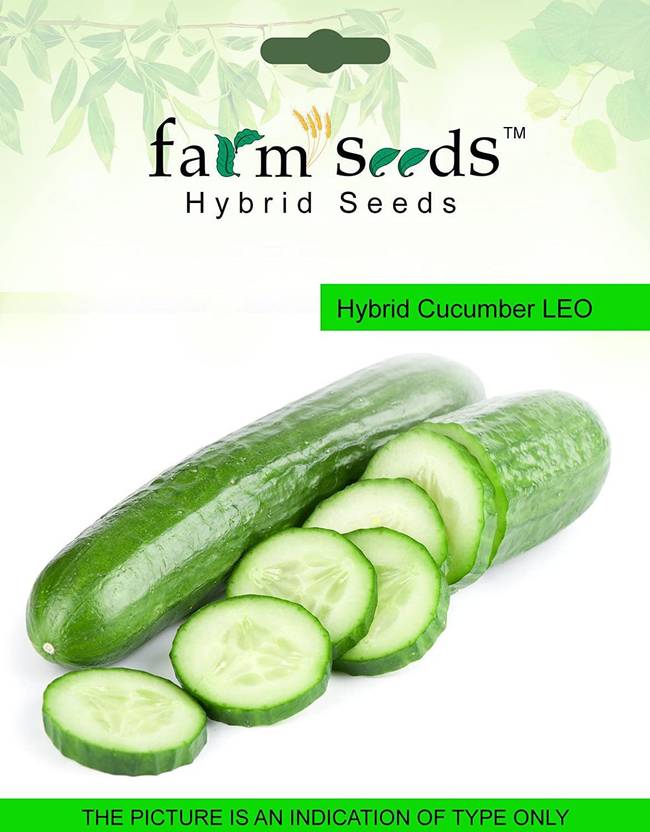 Biosnyg SEEDS Hybrid Cucumber LEO 1 Packet Seeds 5gm Seeds Seed