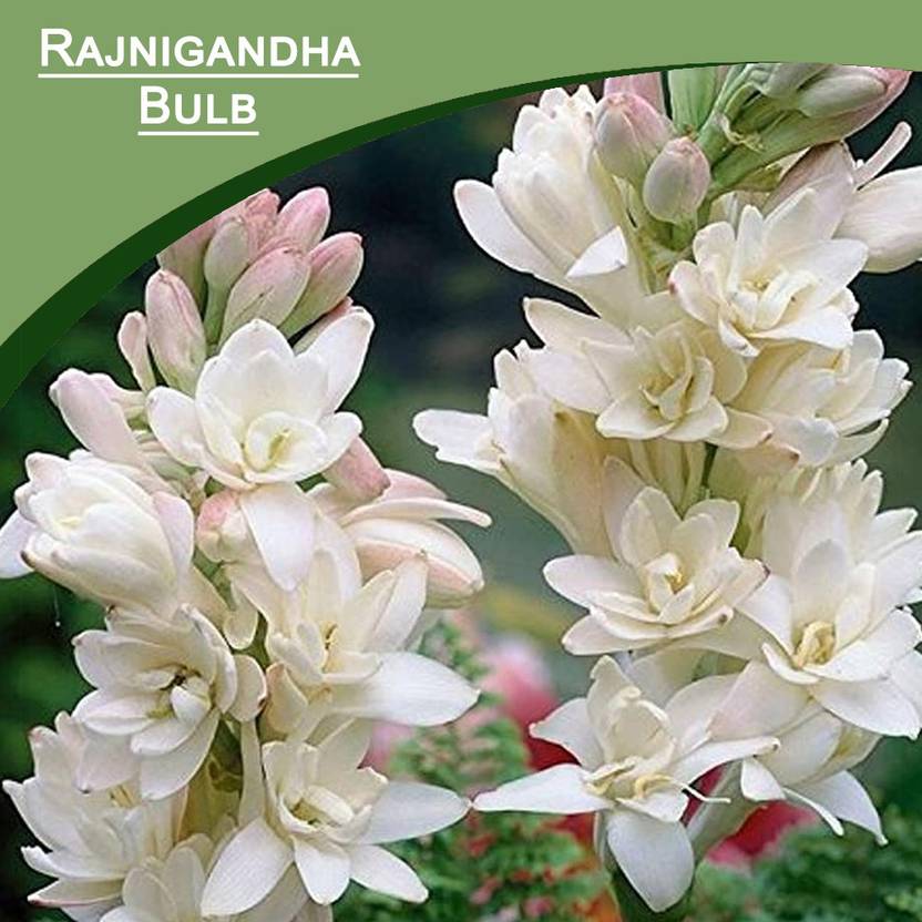Kraft Seeds Polianthes TUBEROSA/Tuberose White Flower Bulbs Seed Price