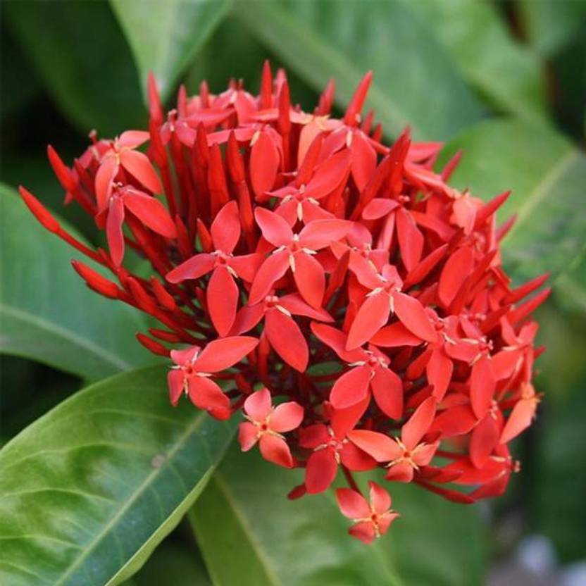 FlowQueens Trothic Ixora/Chethi Plant Price in India Buy FlowQueens