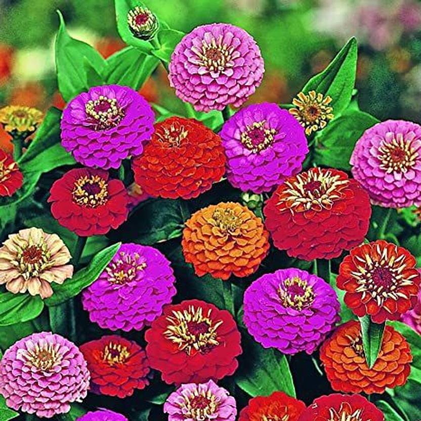Green World ZINNIA LILIPUT MIXED FLOWER SEEDS FOR KITCHEN GARDENING (10