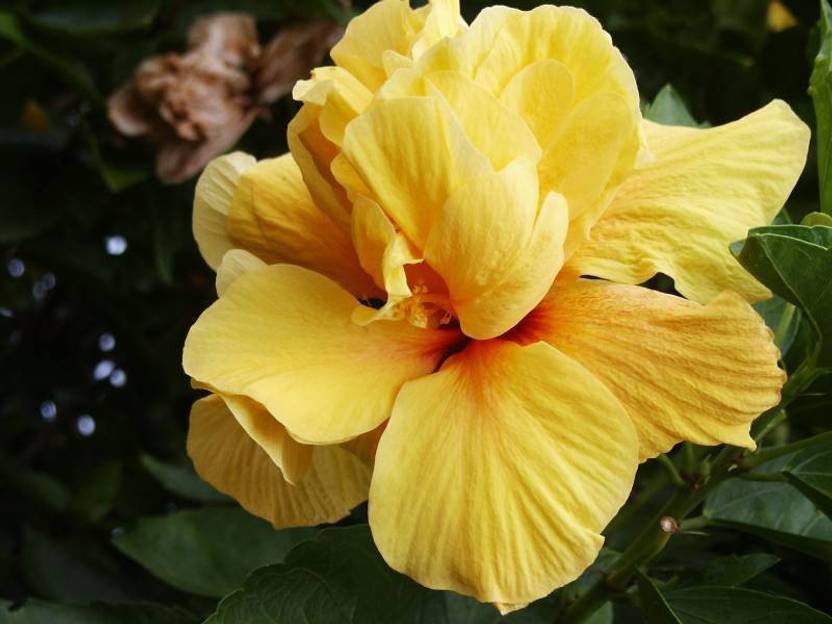 Ukanda Hibiscus Plant Price in India Buy Ukanda Hibiscus Plant online