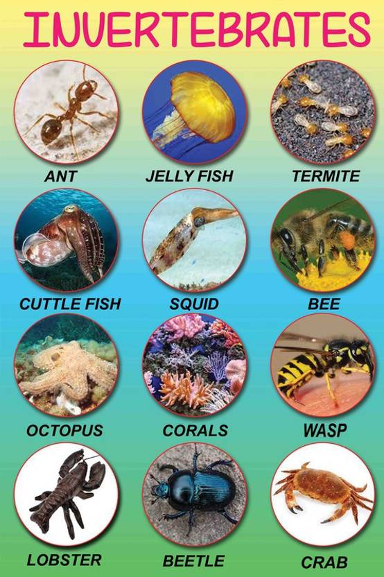 Kids Learning Chart|Invertebrates Animals Poster|Kids Educational Wall