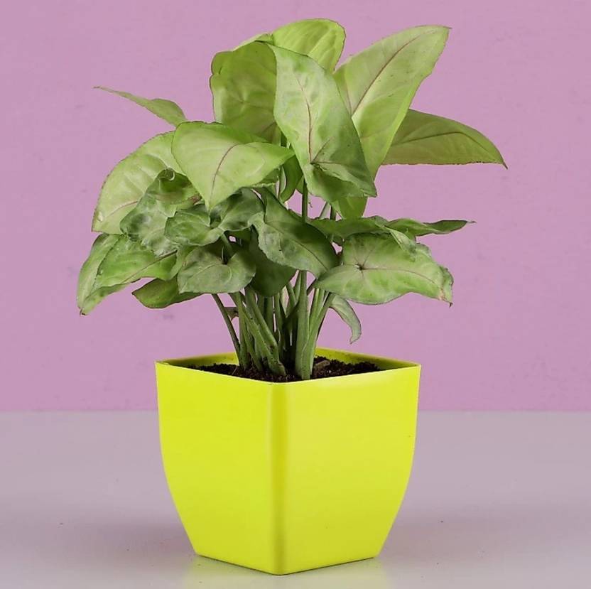 AGAMI Syngonium Plant sapling