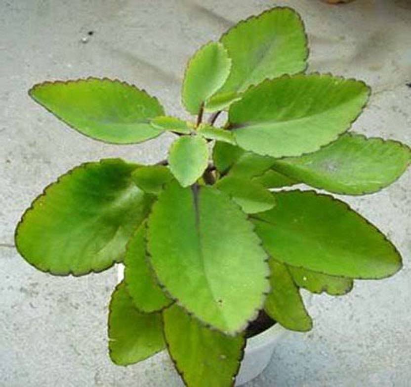 AquinnahGaden Bryophyllum Pinnatum/Patharchatta Plant sapling