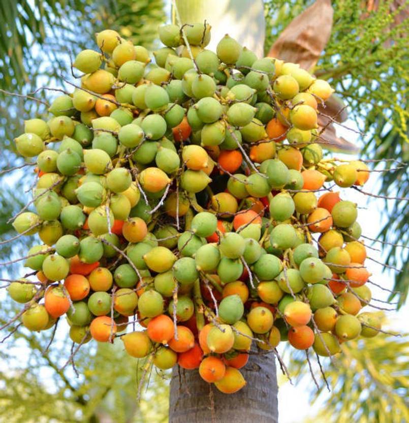 Corofitam Betel Nut Supari Plant Price In India Buy Corofitam Betel corofitam-betel-nut-supari-plant-price-in-india-buy-corofitam-betel