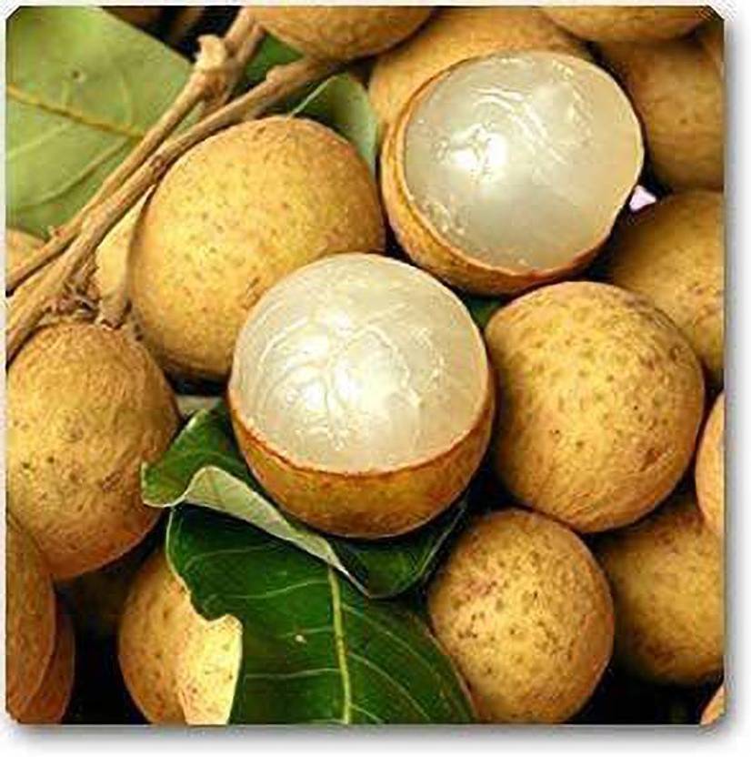 PLANTO FARM Litchi Plant Price in India Buy PLANTO FARM Litchi Plant