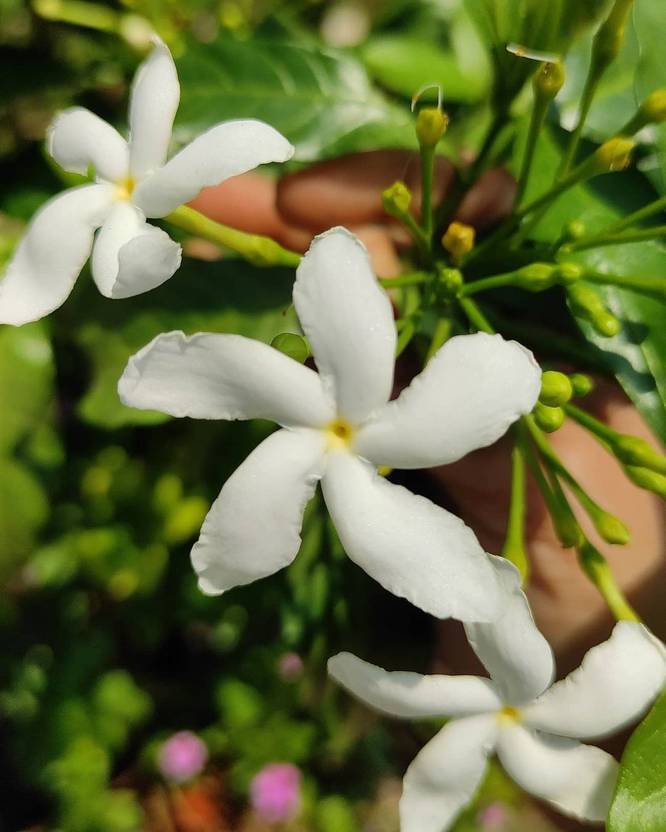 Cloud Farm Jasmine Plant Price in India - Buy Cloud Farm Jasmine Plant ...