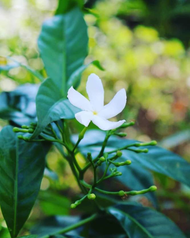 Cloud Farm Jasmine Plant Price in India - Buy Cloud Farm Jasmine Plant ...