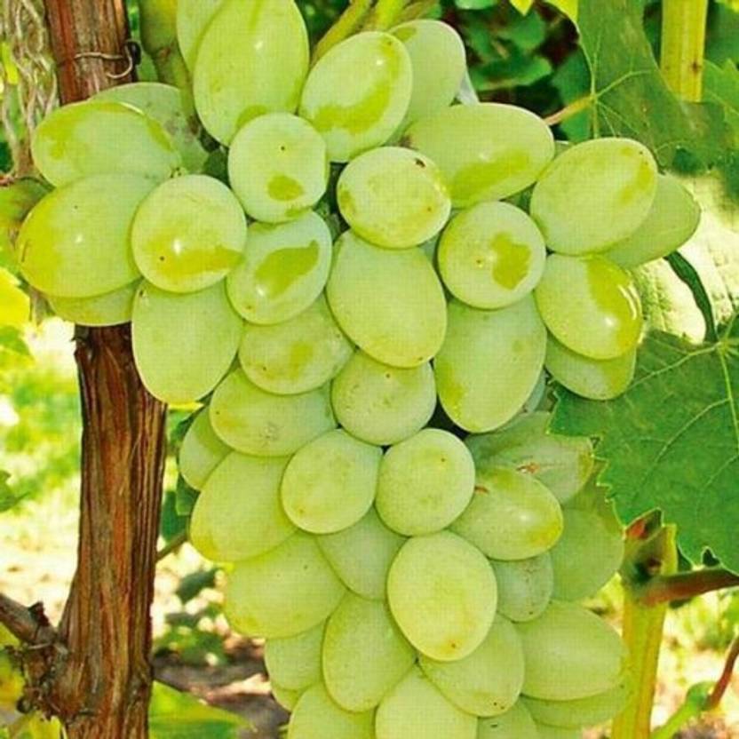 Greenery Nursery Grapes Plant Price In India Buy Greenery Nursery 
