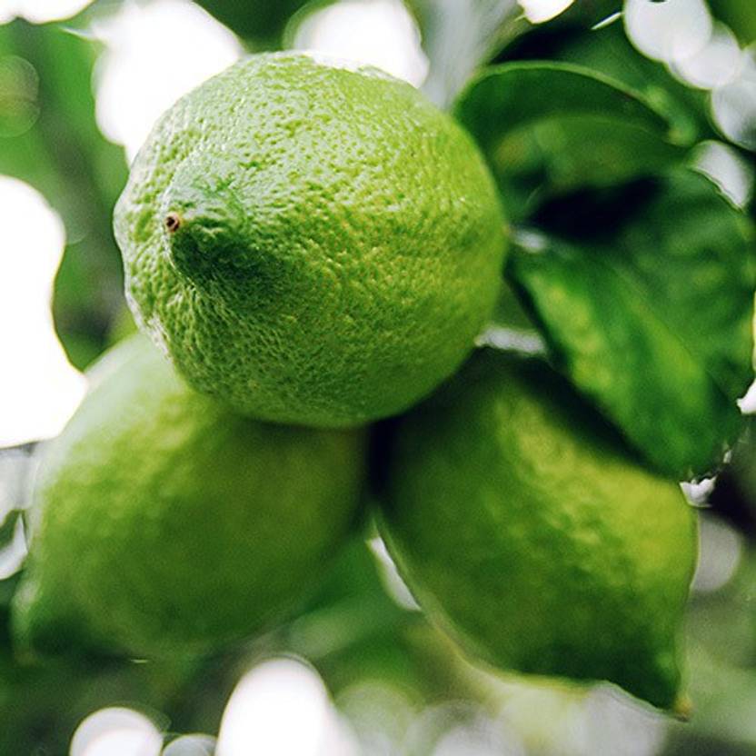 AloGardening Lemon Plant  sapling