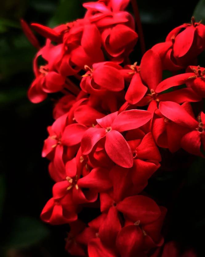 Cloud Farm Trothic Ixora/Chethi Plant Price in India Buy Cloud Farm