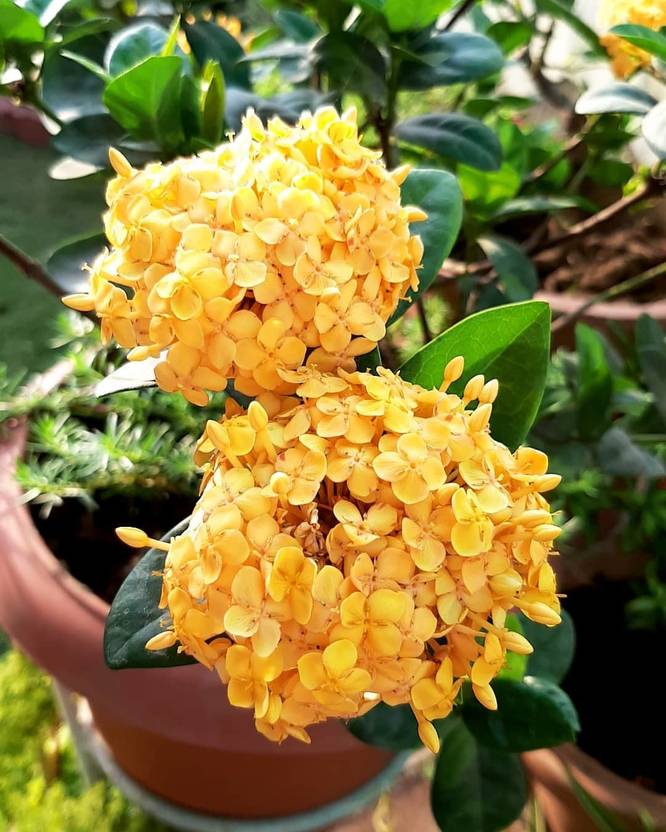 Cloud Farm Trothic Ixora/Chethi Plant Price in India Buy Cloud Farm