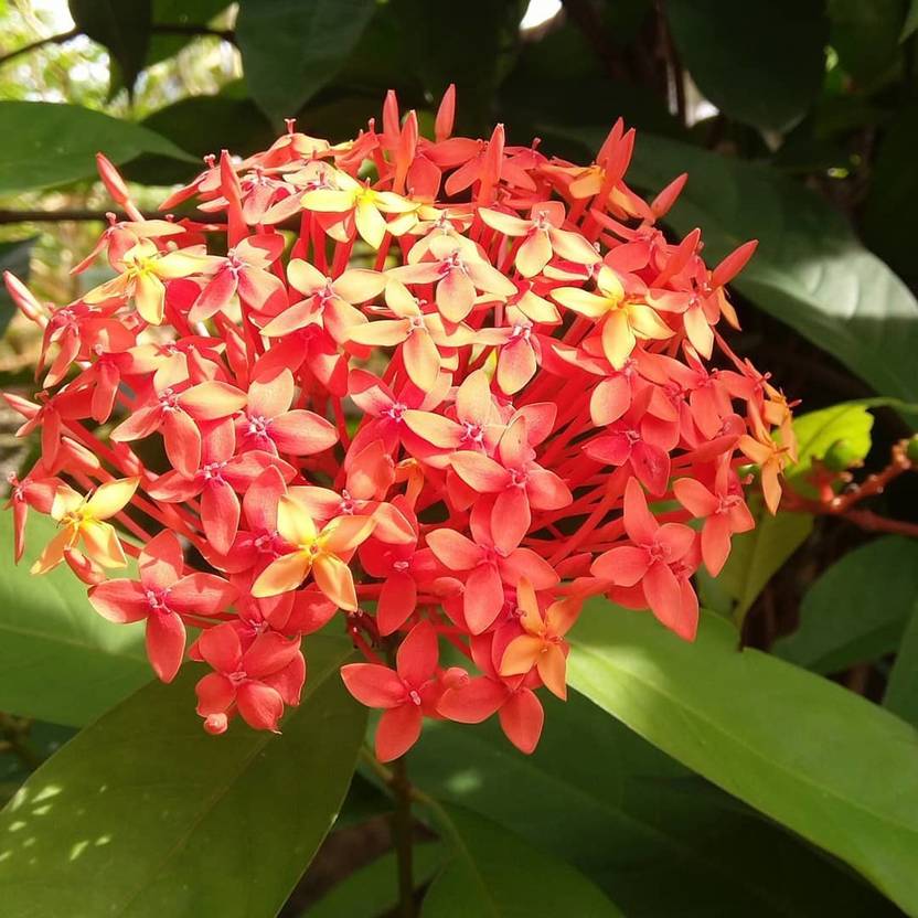 Cloud Farm Trothic Ixora/Chethi Plant Price in India Buy Cloud Farm