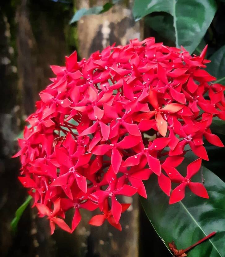 Dishani Trothic Ixora/Chethi Plant Price in India Buy Dishani Trothic