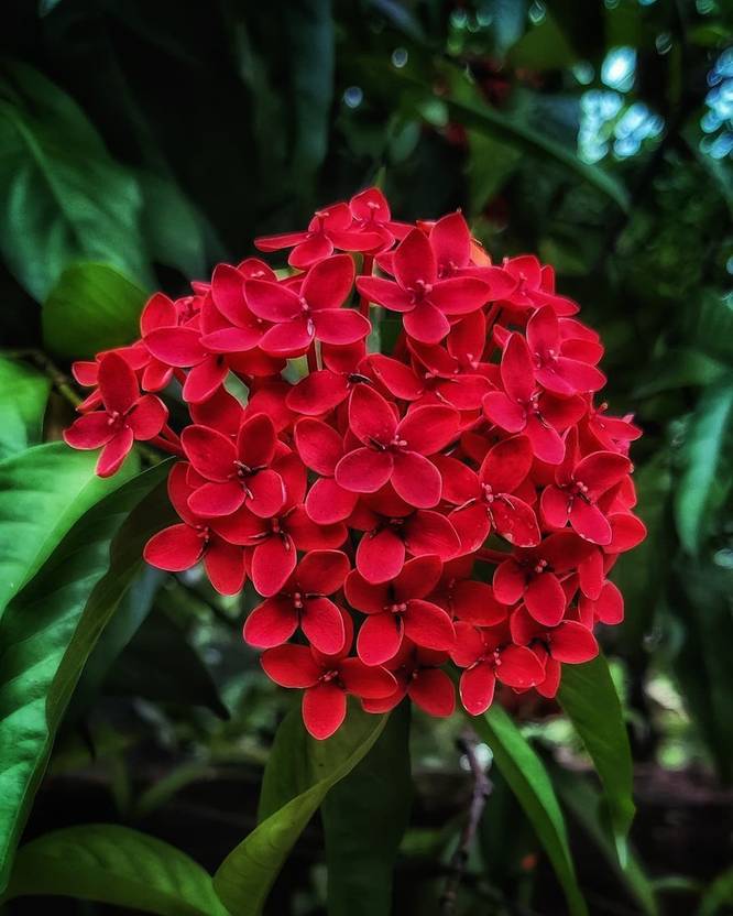 Dishani Trothic Ixora/Chethi Plant Price in India Buy Dishani Trothic