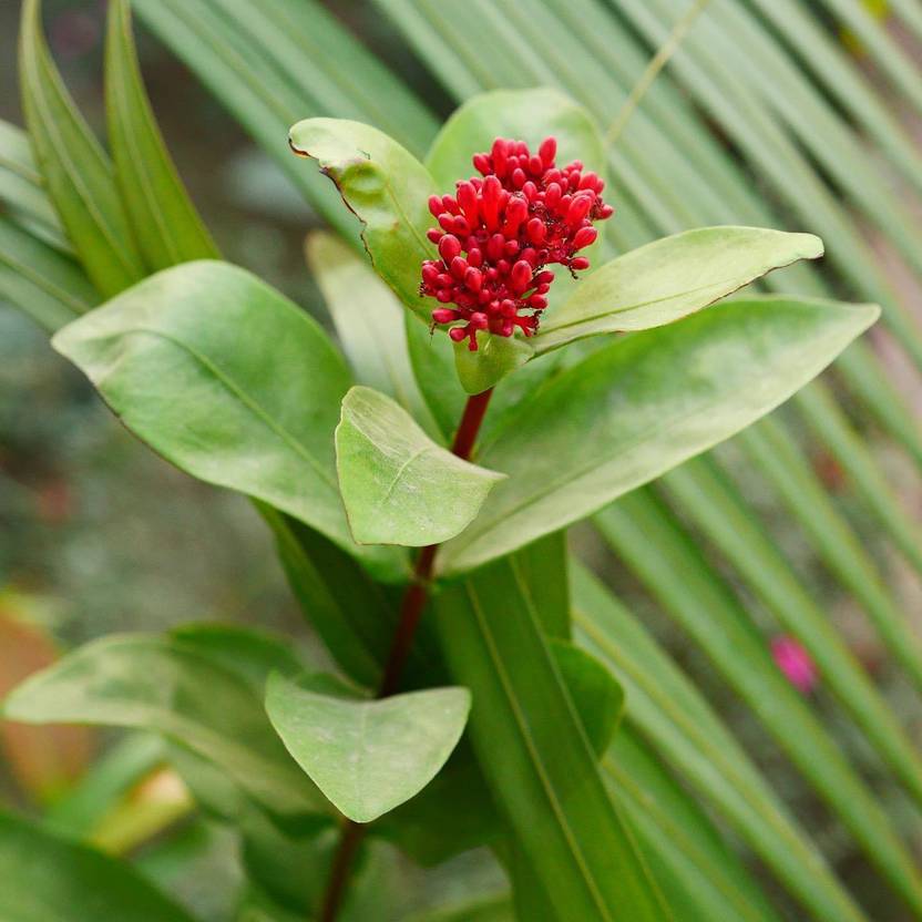 Dishani Trothic Ixora/Chethi Plant Price in India Buy Dishani Trothic