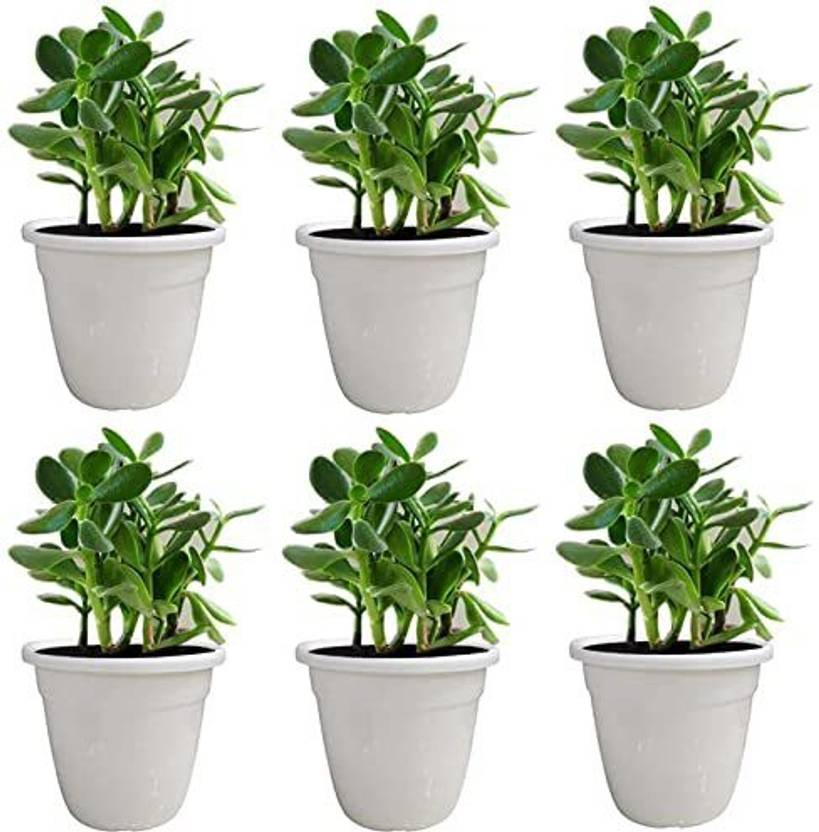 DawnRays Gardening Flower Pots Container for Outdoor and Indoor Plastic