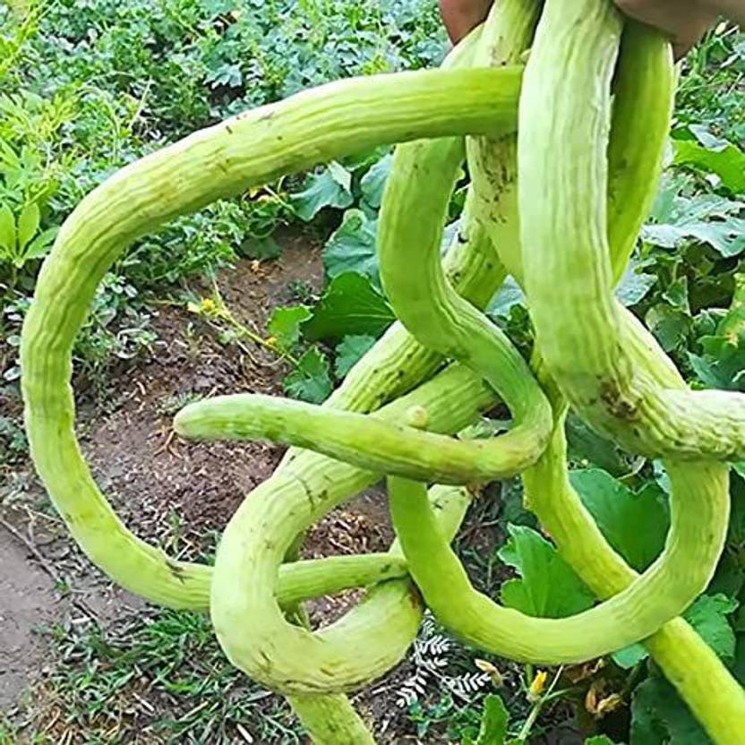 GOROOT Kakdi Long Melon Cucumber SeedsSD300D3 Seed Price in India