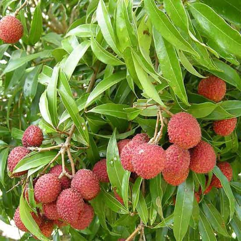 Cloud Farm Litchi Plant Price in India Buy Cloud Farm Litchi Plant