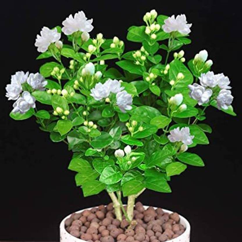 AloGardening Night Bloom Jasmine Plant Price In India Buy alogardening-night-bloom-jasmine-plant-price-in-india-buy
