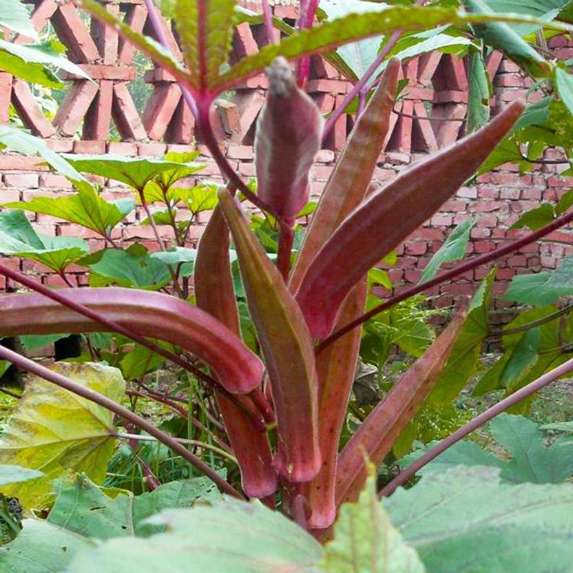 DIOART ™F1 HYBRID OKRA SEEDS453 Seed Price in India Buy DIOART ™F1