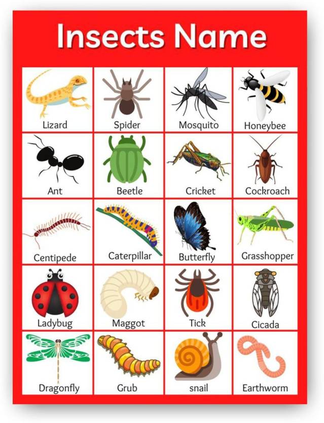 Insects Names with Pictures | Poster for Kids Learning, Kindergarten ...