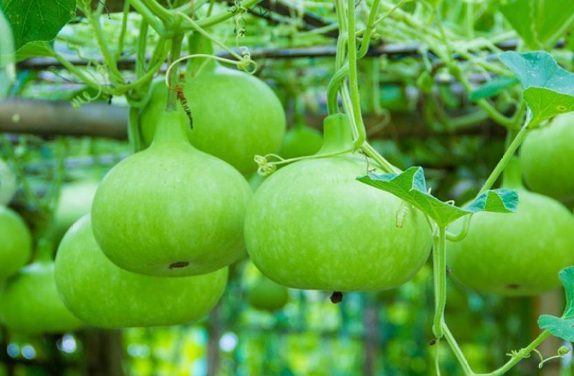 Home Garden Success: Organic Bottle Gourd Cultivation Tips