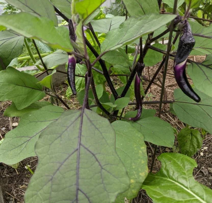 UGRA Chinese String Eggplant Seed Price in India Buy UGRA Chinese