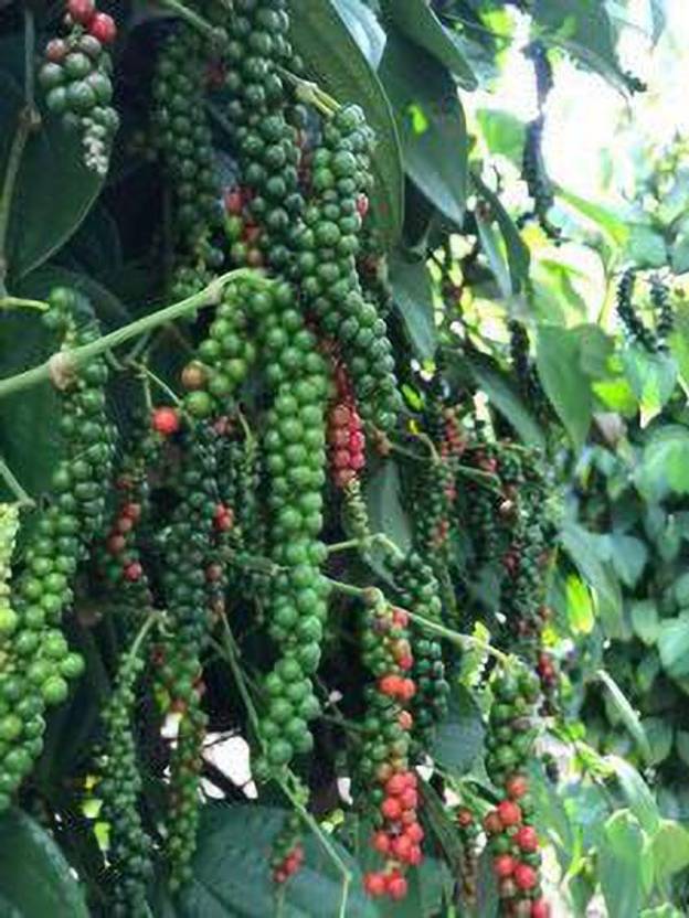 Ukanda Black Pepper Plant Price in India Buy Ukanda Black Pepper