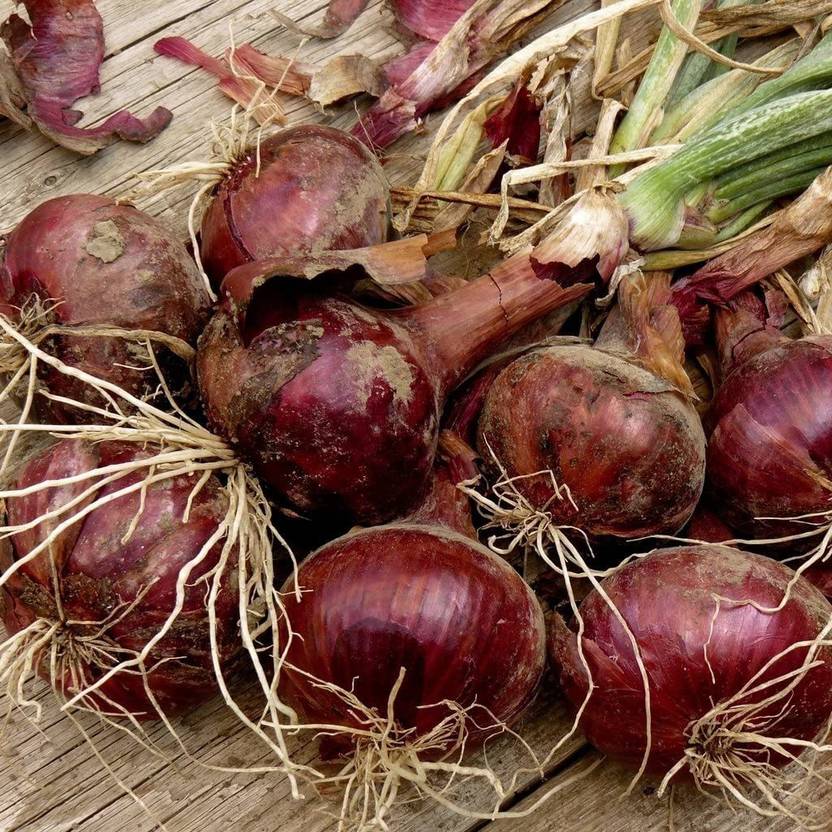 WILLVINE ™Salad Onion North Holland Blood Red Seed Price in India