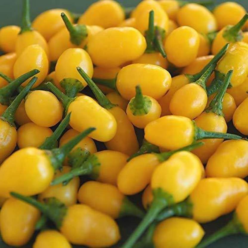 WILLVINE Yellow Chilli Pepper Seeds,Rare Variety Seed Price in India ...