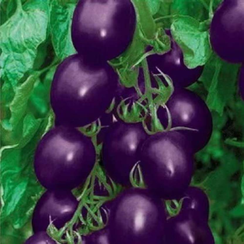 WILLVINE Blue Tomato Seeds Seed Price in India Buy WILLVINE Blue