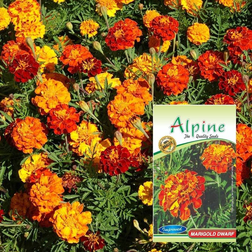 ALPINE HYBRID SEEDS Garden Flower African, Marigold Dwarf /Gainda Seed