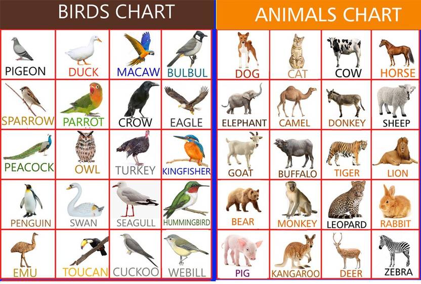 Wall gallery 45.72 cm Educational Preschool Glowing Sticker Birds