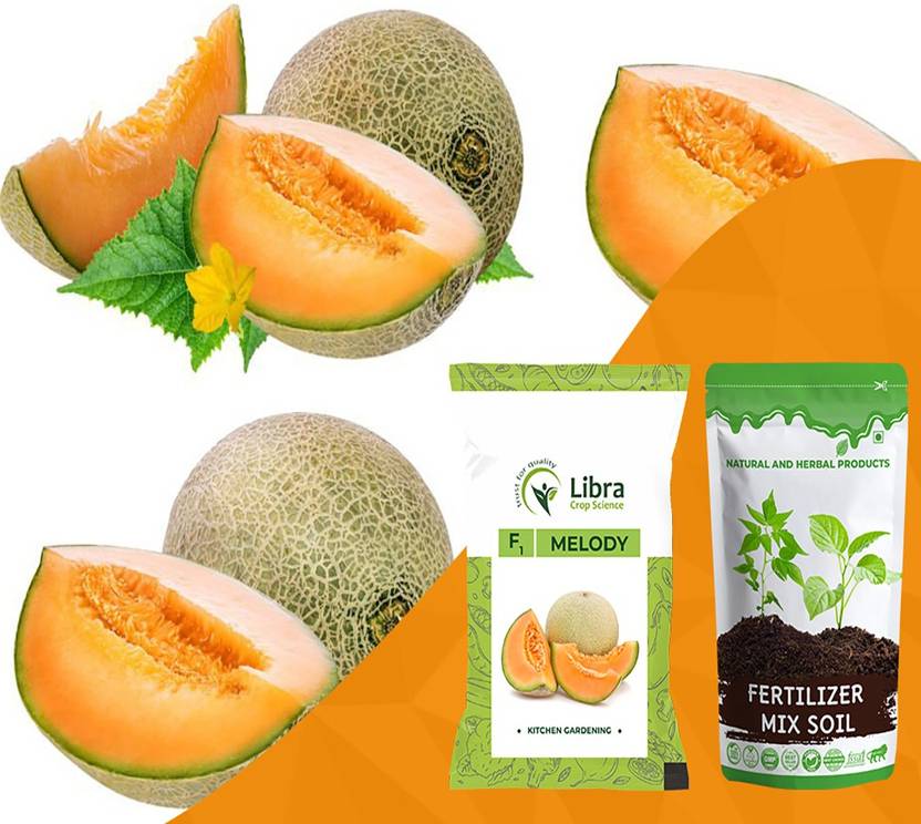 NATURAL AND HERBAL PRODUCTS Muskmelon Seeds for Home Garden Farming