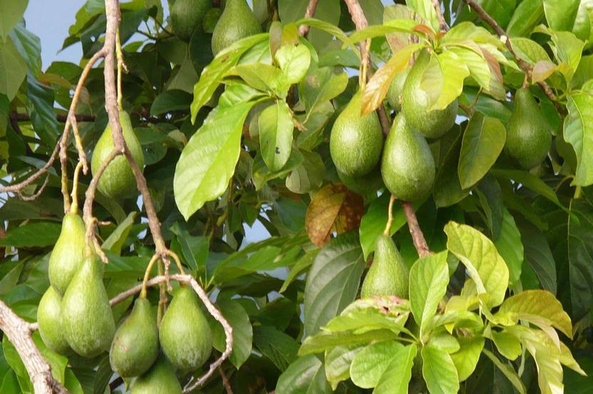 AquinnahGaden Avocado Plant sapling