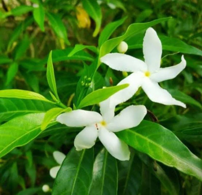 TAGAR Jasmine Plant  sapling