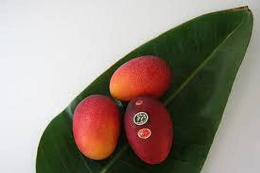 Japanese Miyazaki Grafted Mango Plant Price in India Buy Japanese Miyazaki Grafted Mango Plant