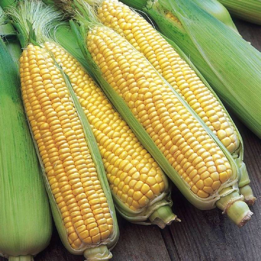 Biocarve Sweet Corn Seed