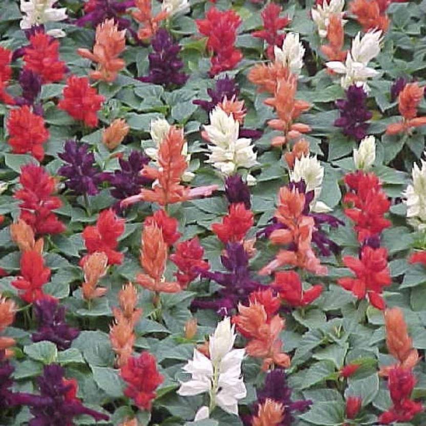 Biocarve Salvia Seed