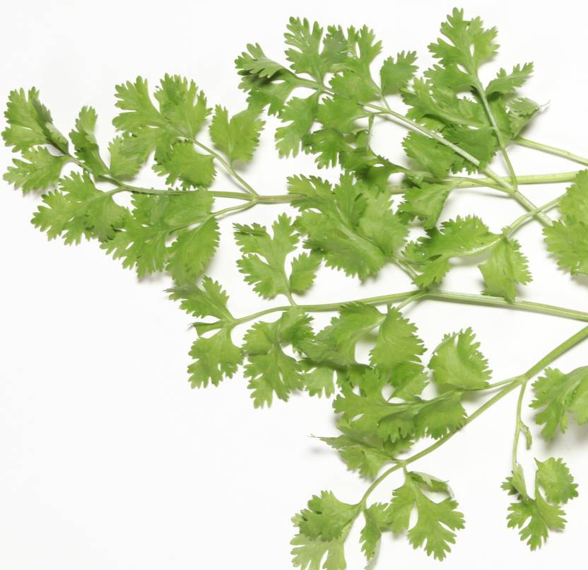 Indous Agriseeds Green Coriander Seeds Seed Price In India Buy Indous