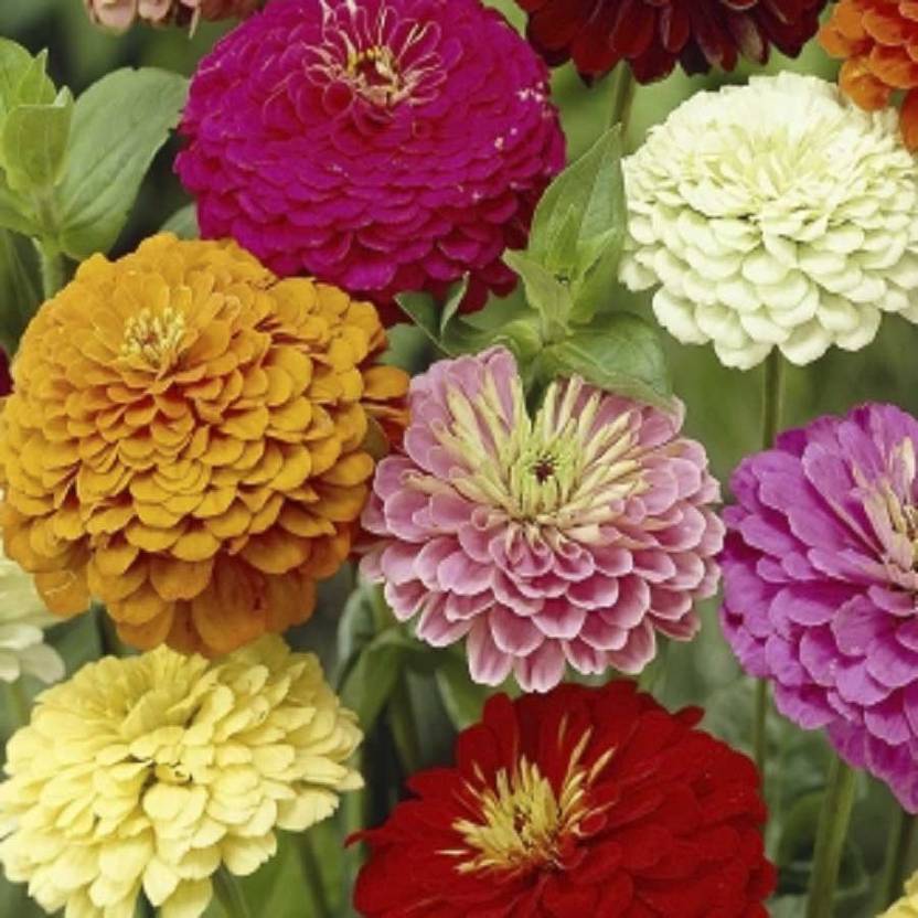 Biocarve Zinnia Dahlia Flowered Mix Seed