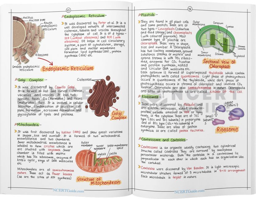 NEET PCB Combo | Physics & Chemistry Formula Sheets + Biology Short Notes | Handwritten & Colorful | Quick Revision Set - Image 4