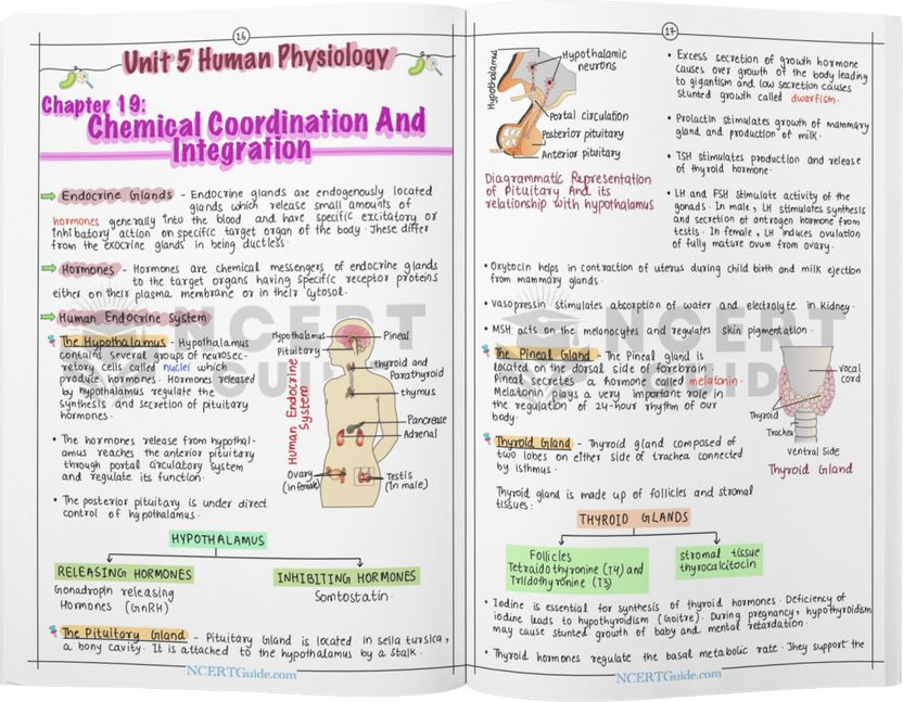 NEET PCB Combo | Physics & Chemistry Formula Sheets + Biology Short Notes | Handwritten & Colorful | Quick Revision Set - Image 3